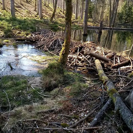 別荘 Na Kaszubach, Borowy Mlyn, Jezioro Gwiazda, Sauna, 3
