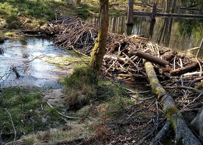 Vakantiehuis Na Kaszubach, Borowy Mlyn, Jezioro Gwiazda, Sauna, 3