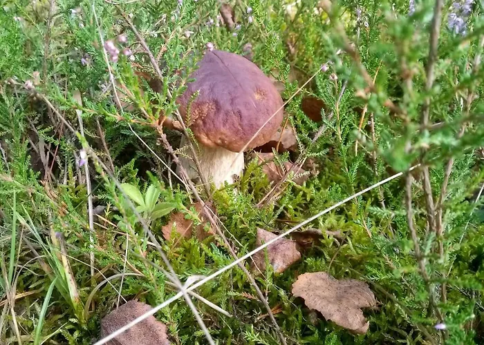 Na Kaszubach, Borowy Mlyn, Jezioro Gwiazda, Sauna, 3 Vakantiehuis *